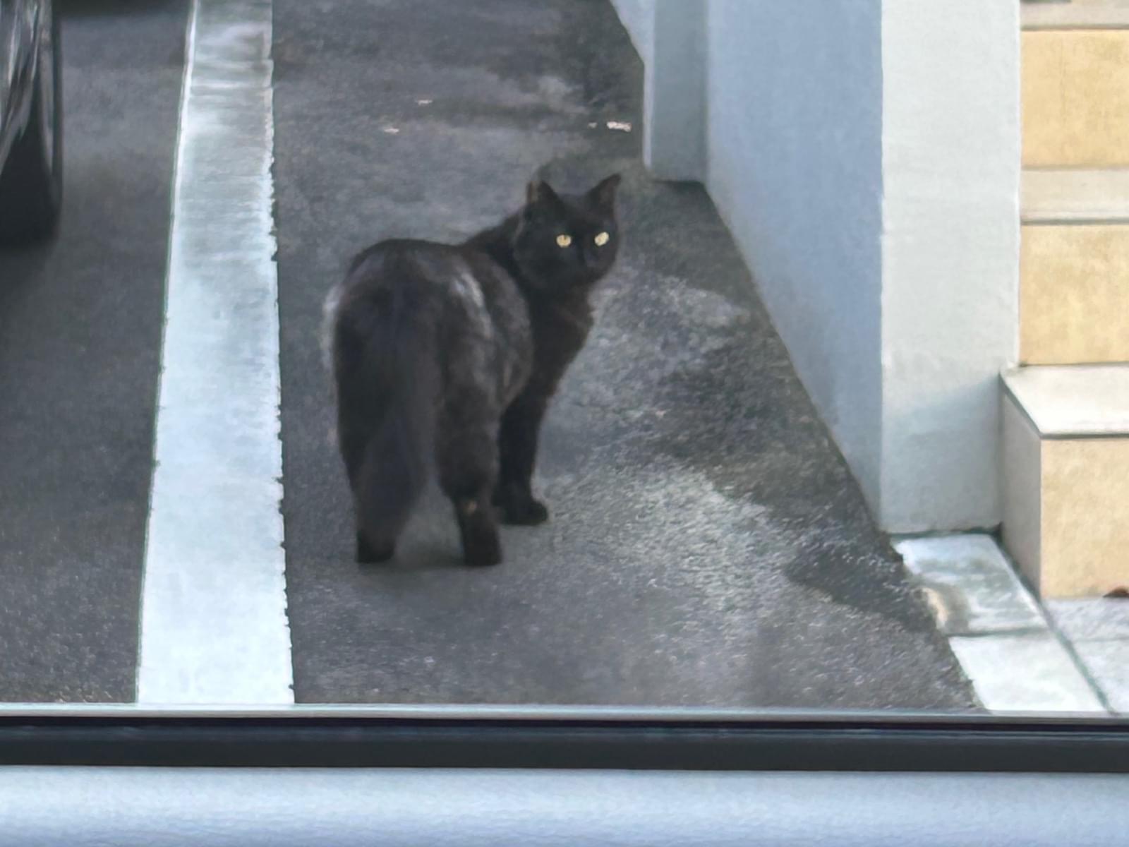 目撃された猫 目撃された猫