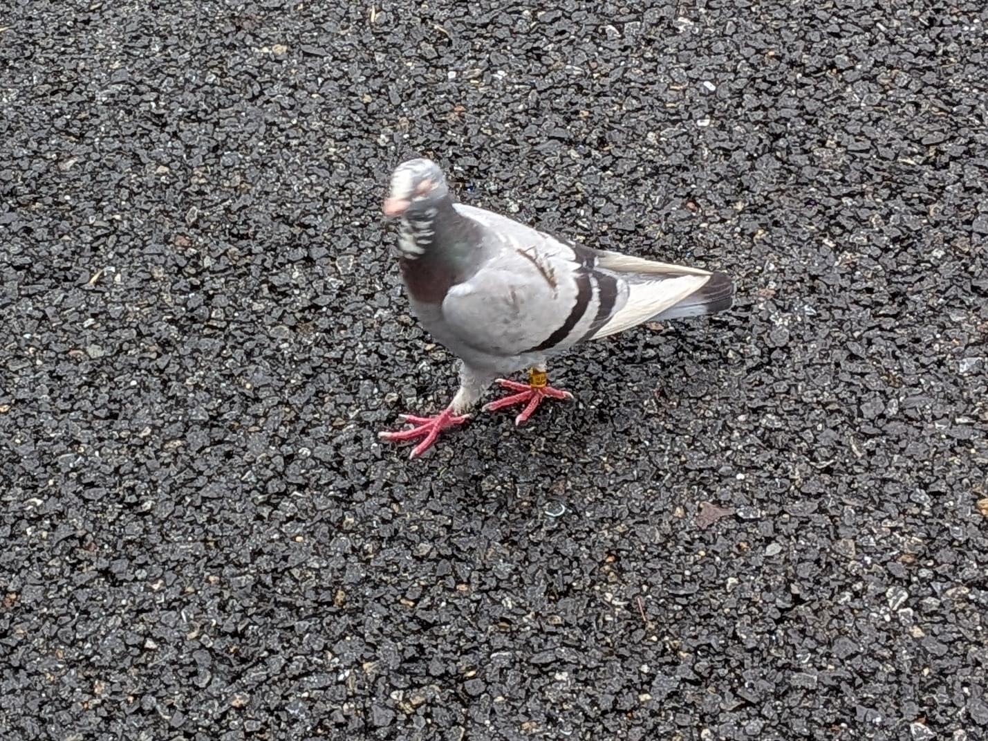 目撃された鳥