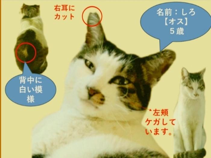 しろちゃん しろちゃん