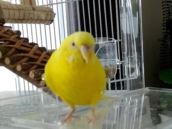 ルルちゃん ルルちゃん