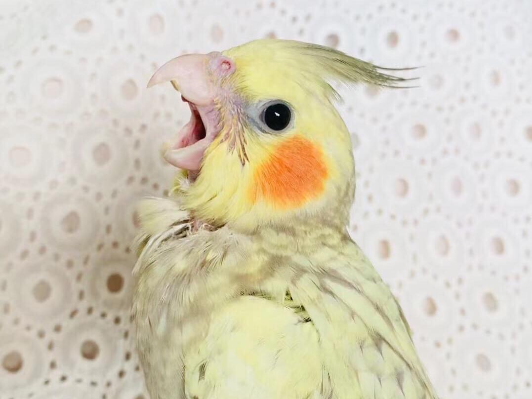 ひめちゃん ひめちゃん