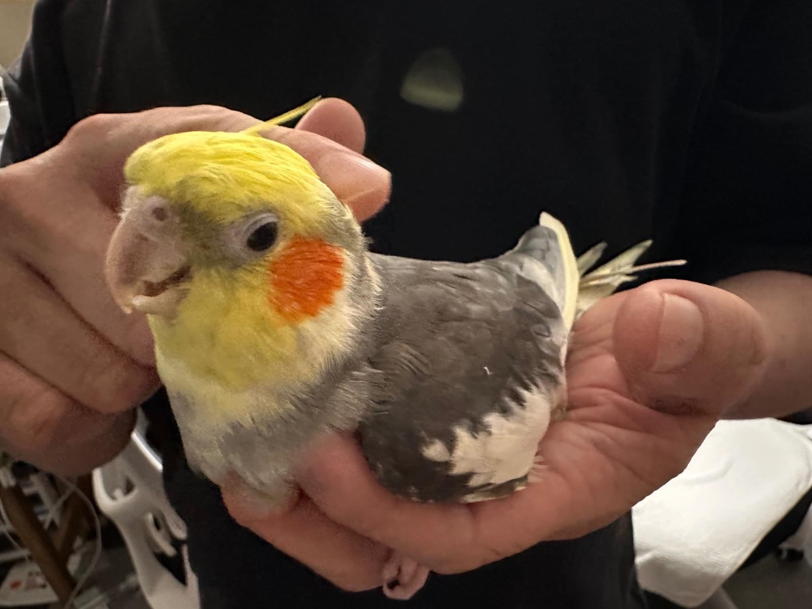 おかちゃん おかちゃん