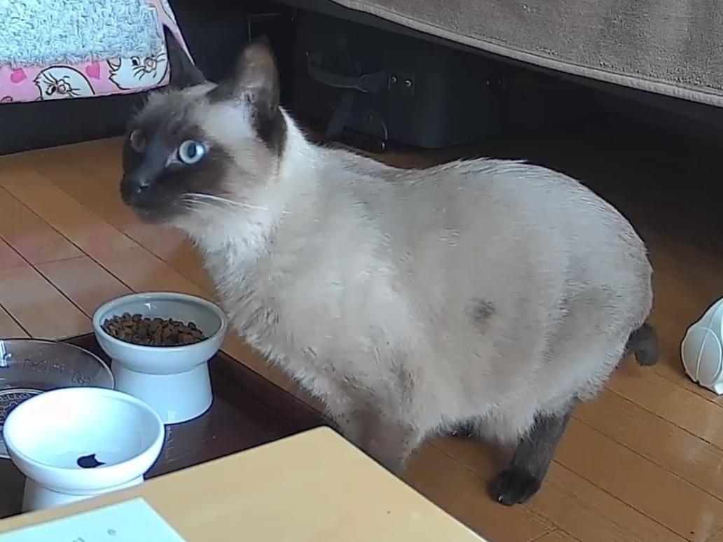 レオちゃん レオちゃん