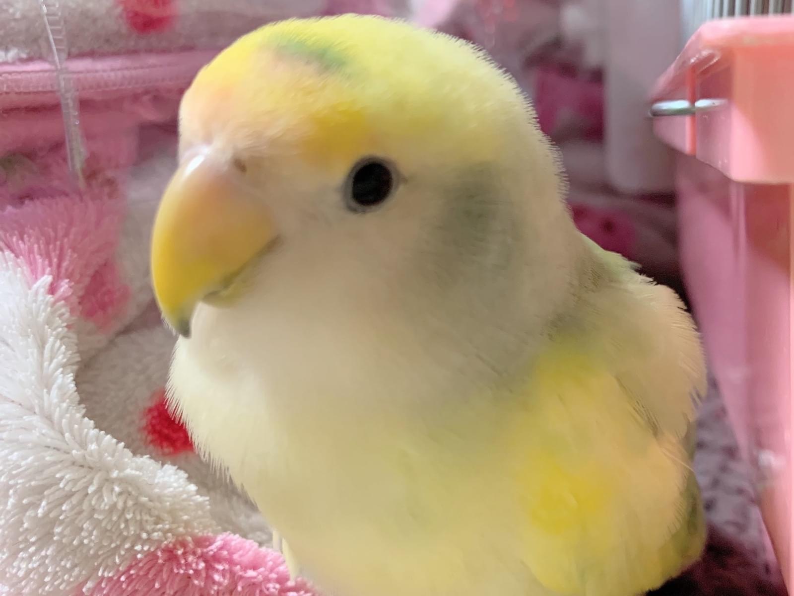 福ちゃん 福ちゃん