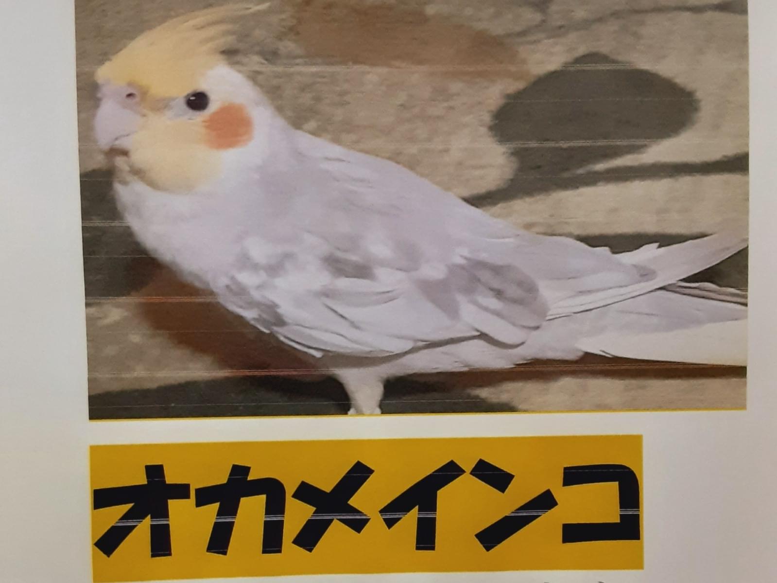 ピ―ちゃん ピ―ちゃん