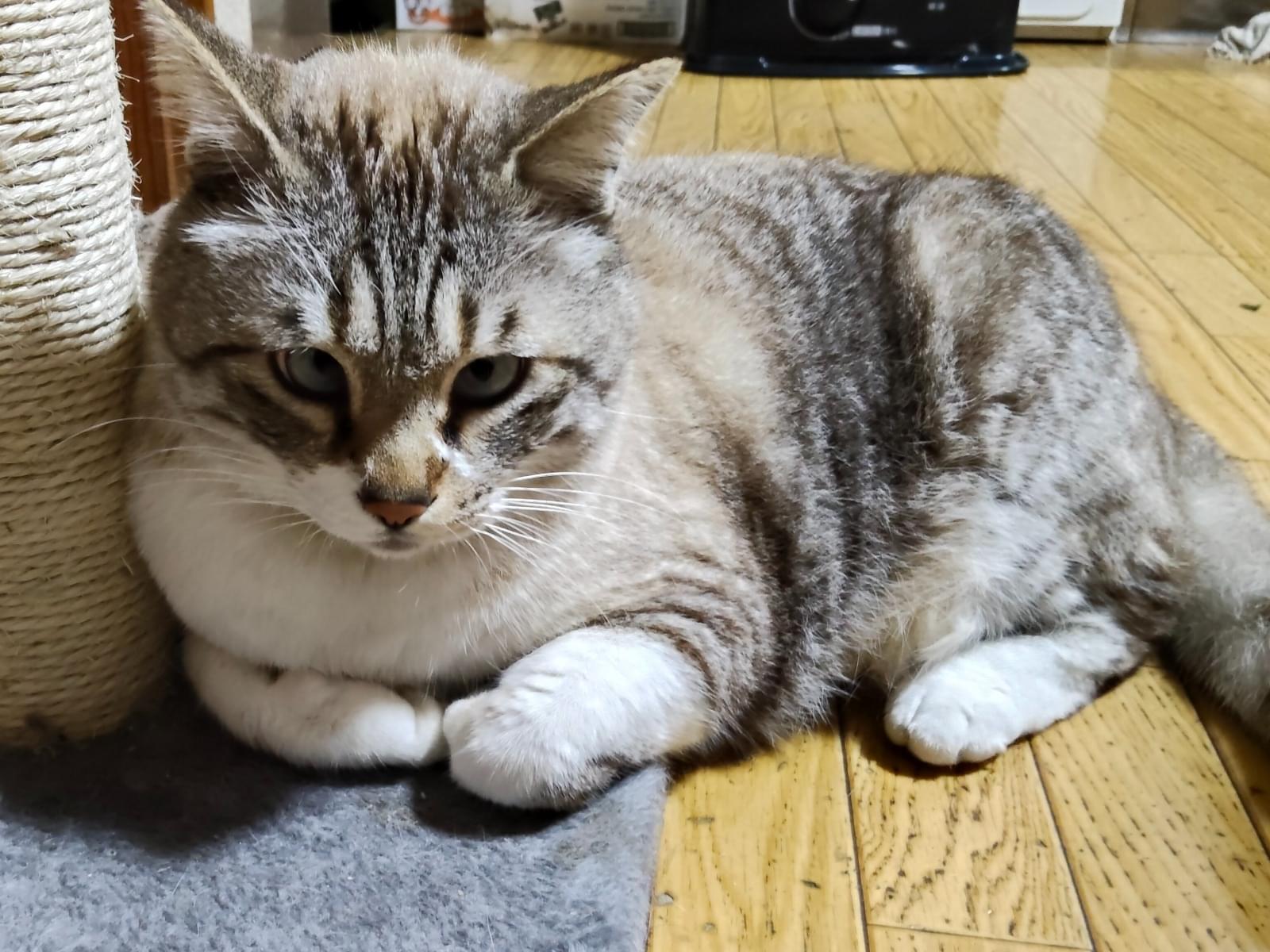 ぽんちゃん