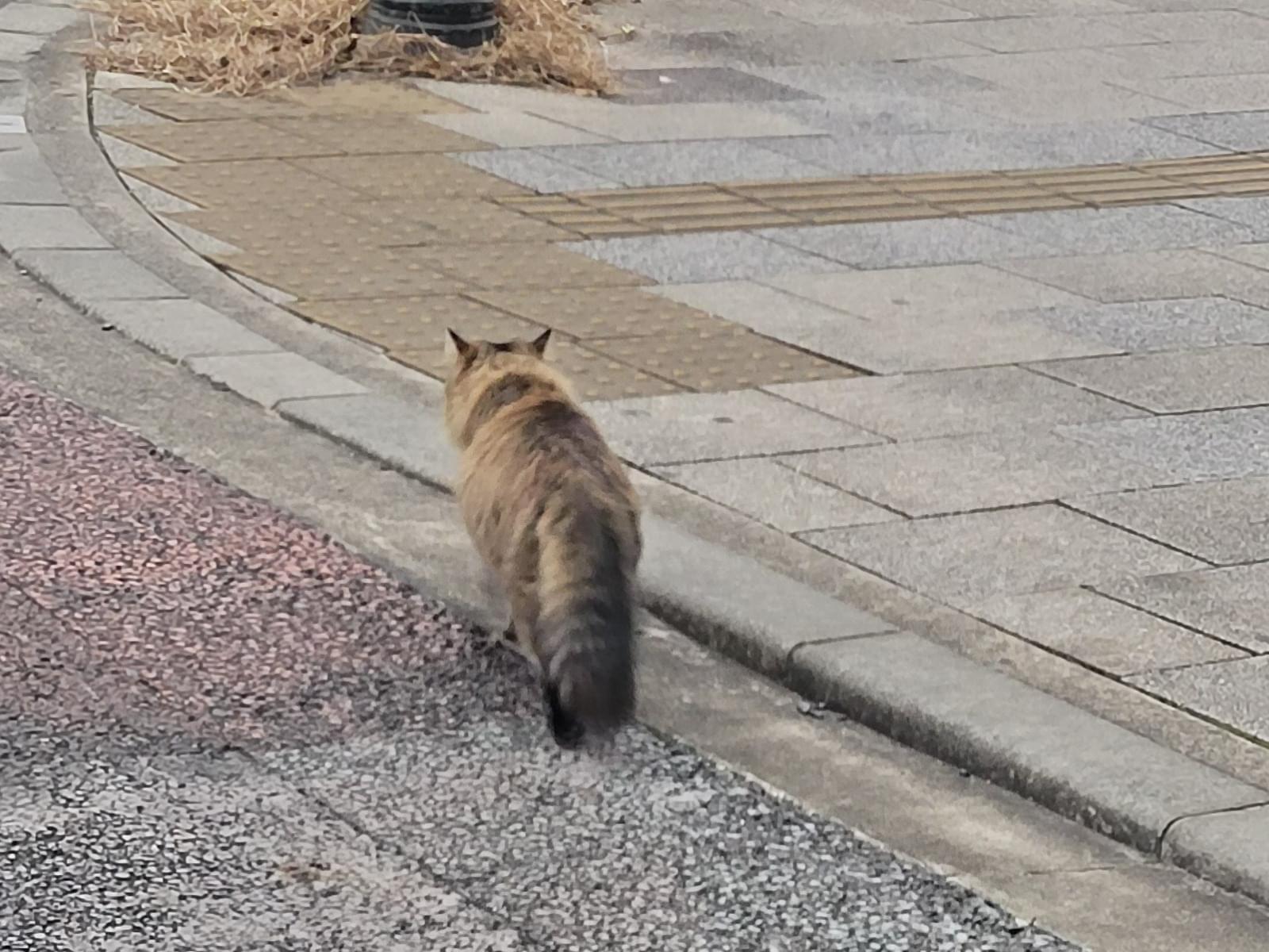 目撃された猫 目撃された猫