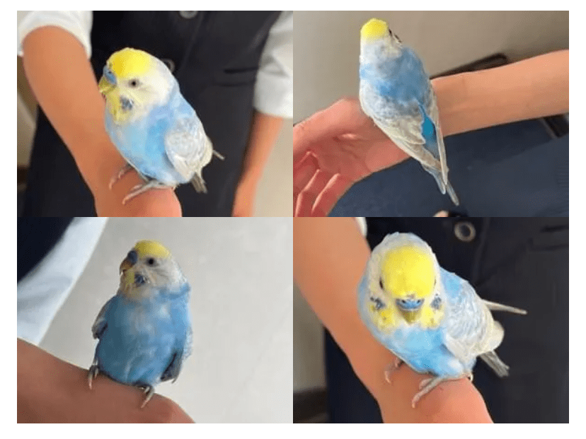 保護された鳥 保護された鳥