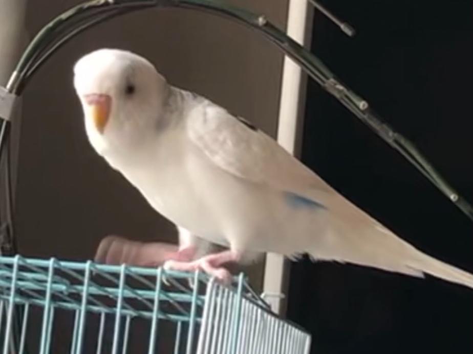 ぴーちゃん ぴーちゃん