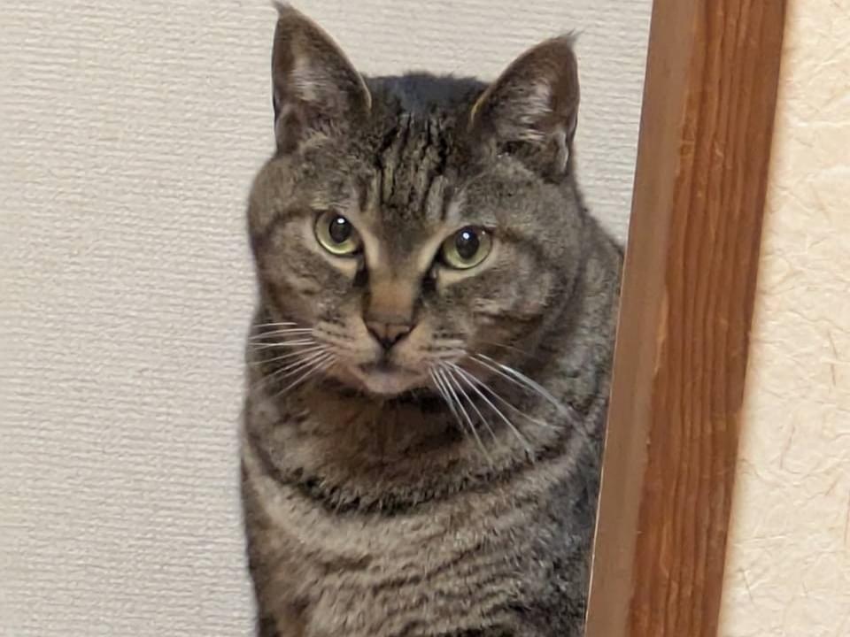 あらしちゃん