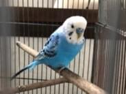 保護された鳥 保護された鳥