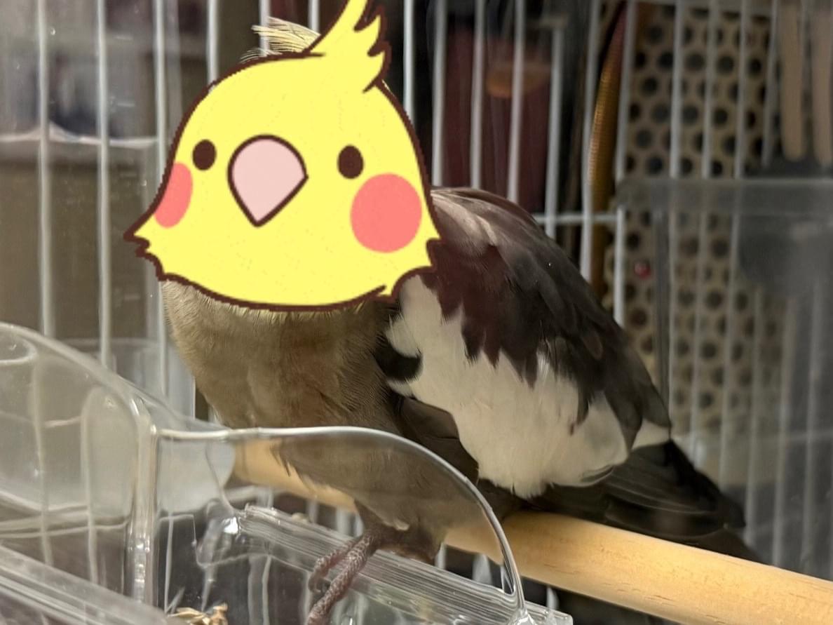 保護された鳥 保護された鳥