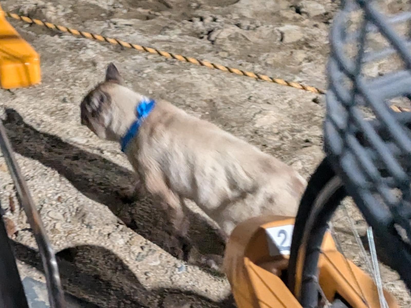 目撃された猫 目撃された猫
