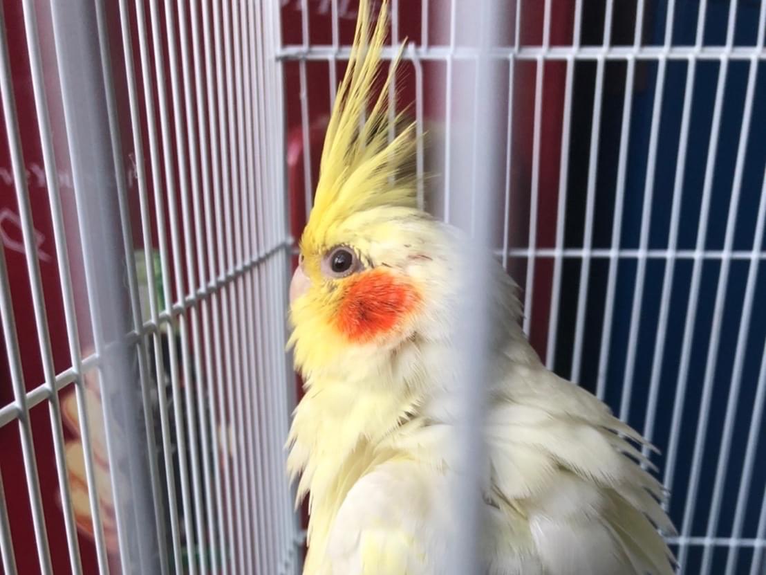 保護された鳥 保護された鳥
