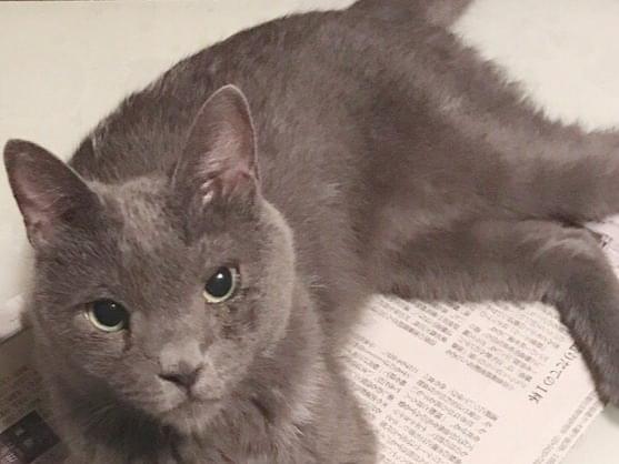 あずきちゃん あずきちゃん