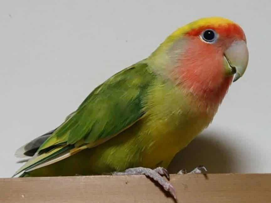 クランちゃん クランちゃん