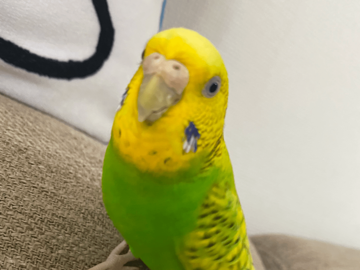 ぴーちゃん ぴーちゃん