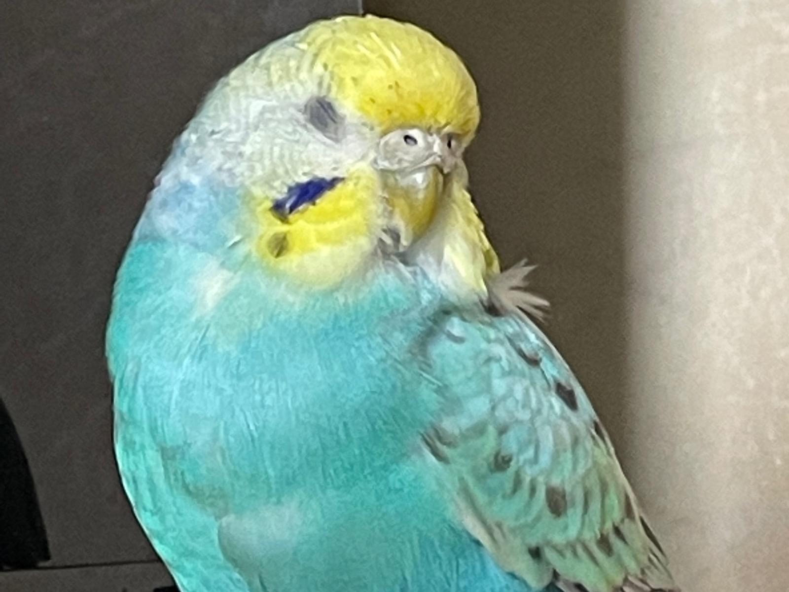 トリちゃん トリちゃん