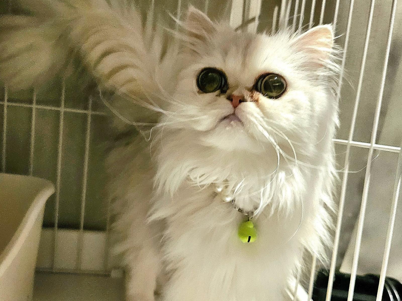 ソフィーちゃん ソフィーちゃん