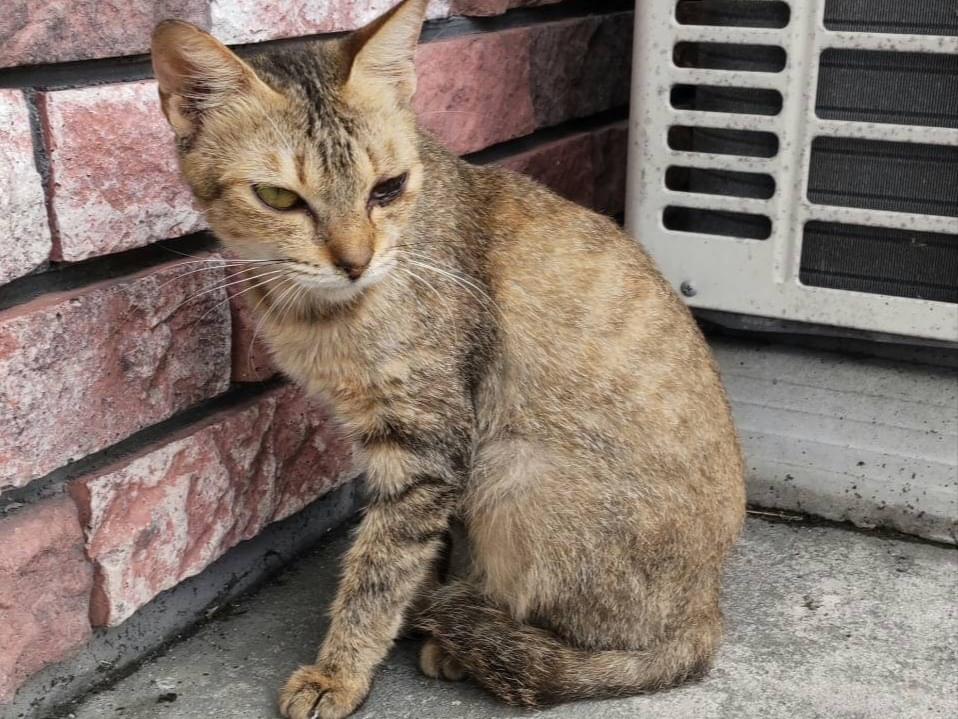 目撃された猫 目撃された猫