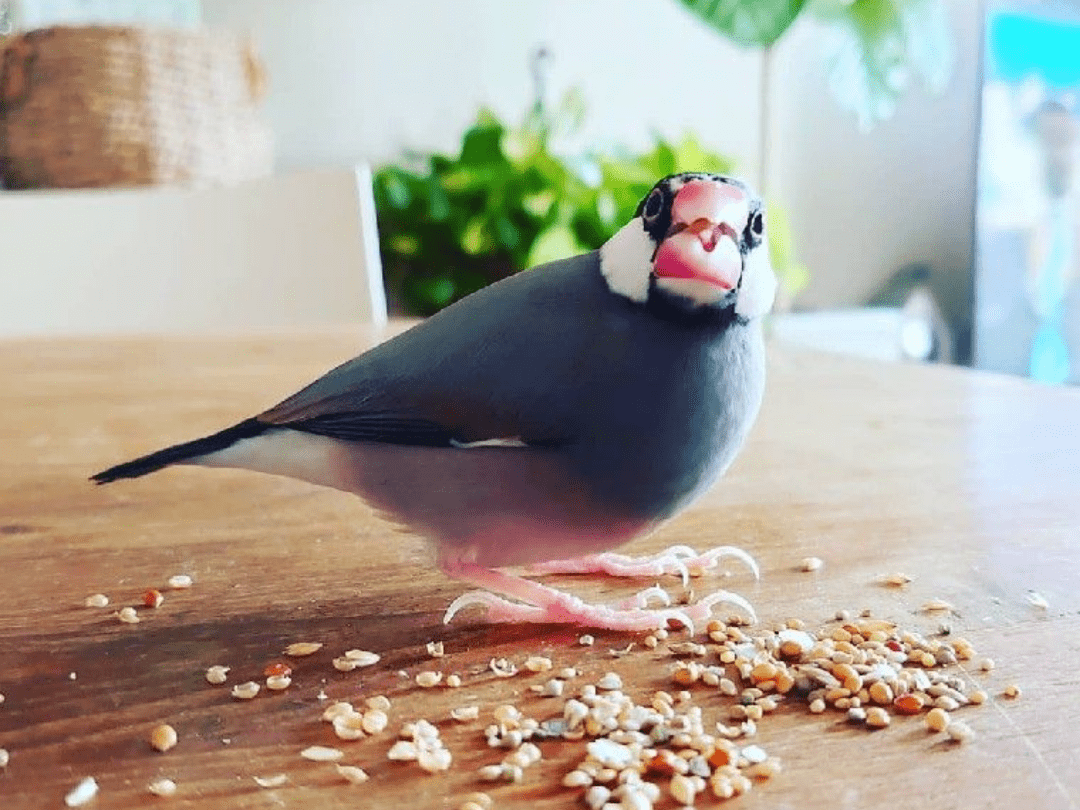 おちびちゃん おちびちゃん