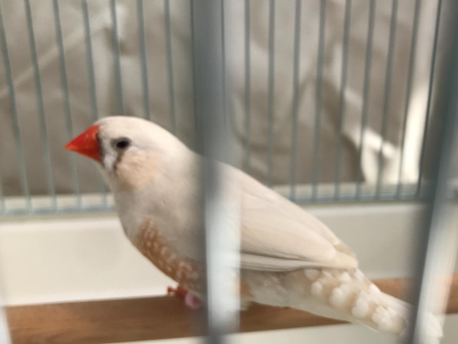 迷子になった鳥 迷子になった鳥