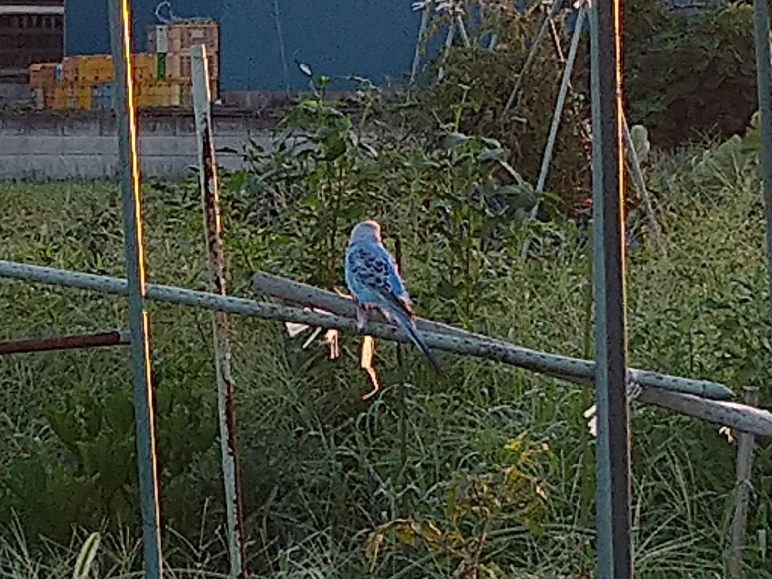 保護された鳥 保護された鳥