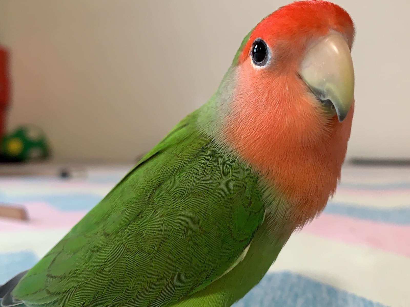 ぺぽちゃん ぺぽちゃん