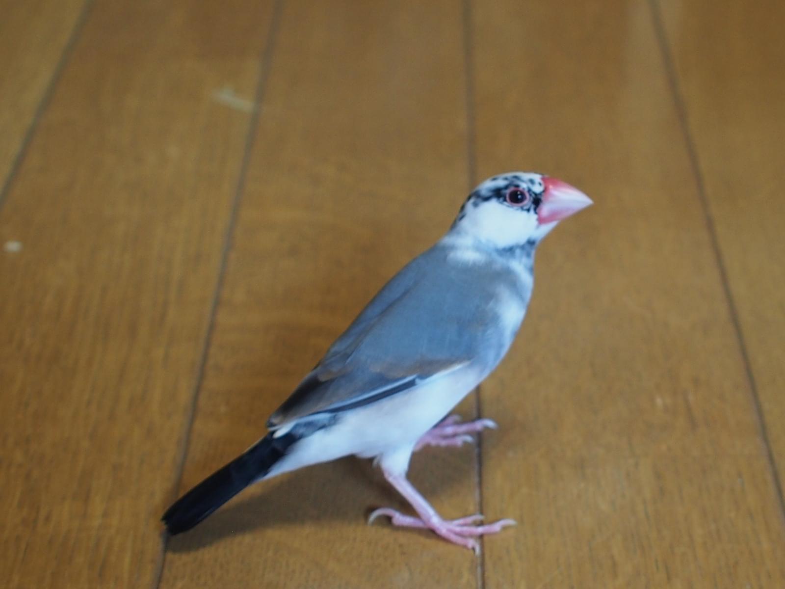 保護された鳥 保護された鳥