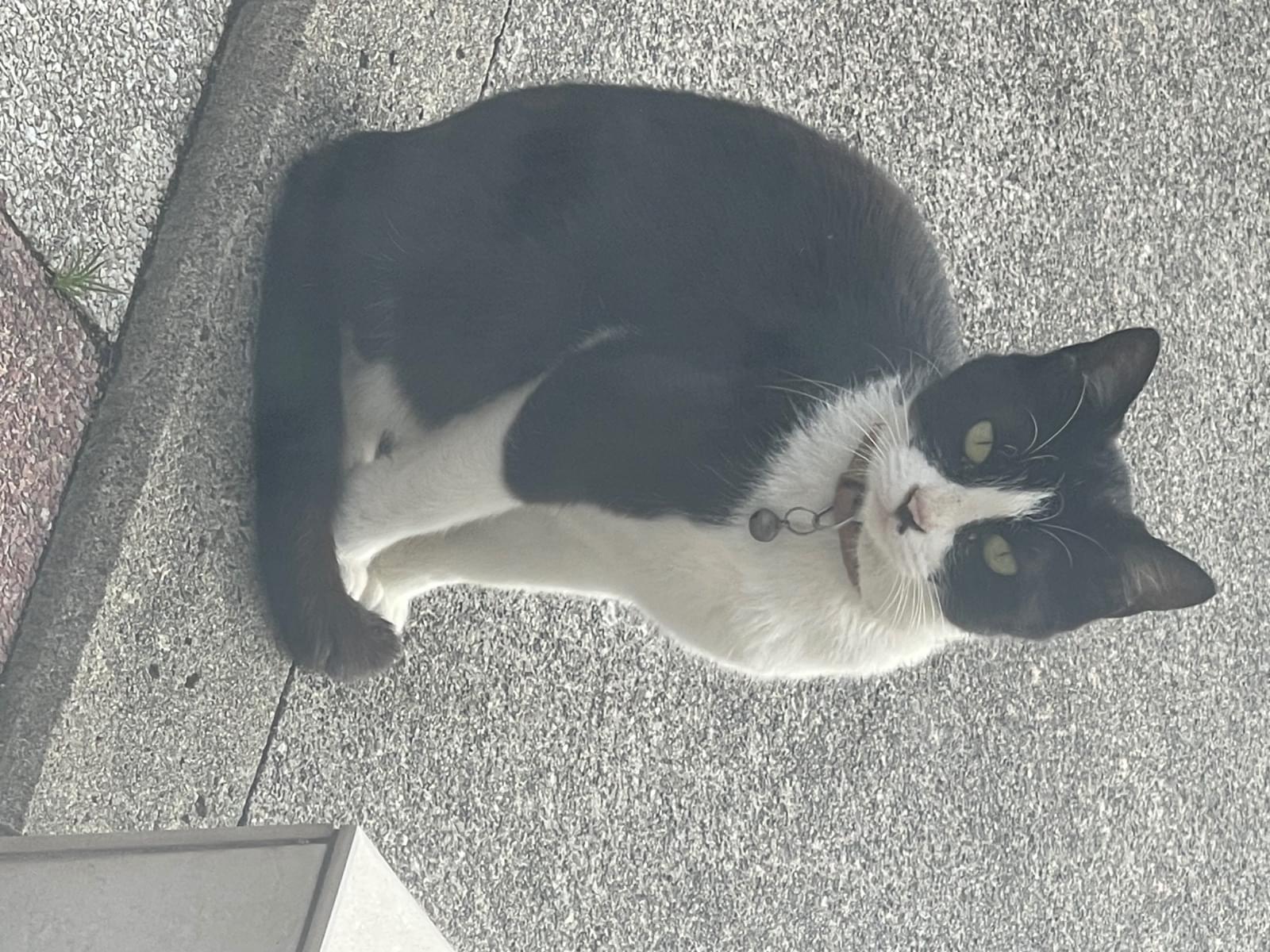 目撃された猫