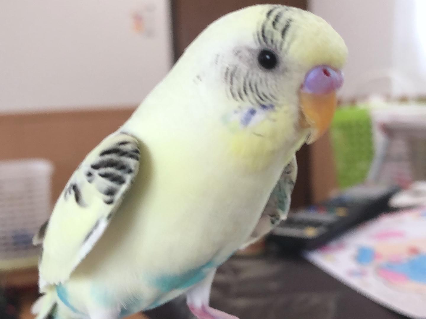 きなこちゃん きなこちゃん