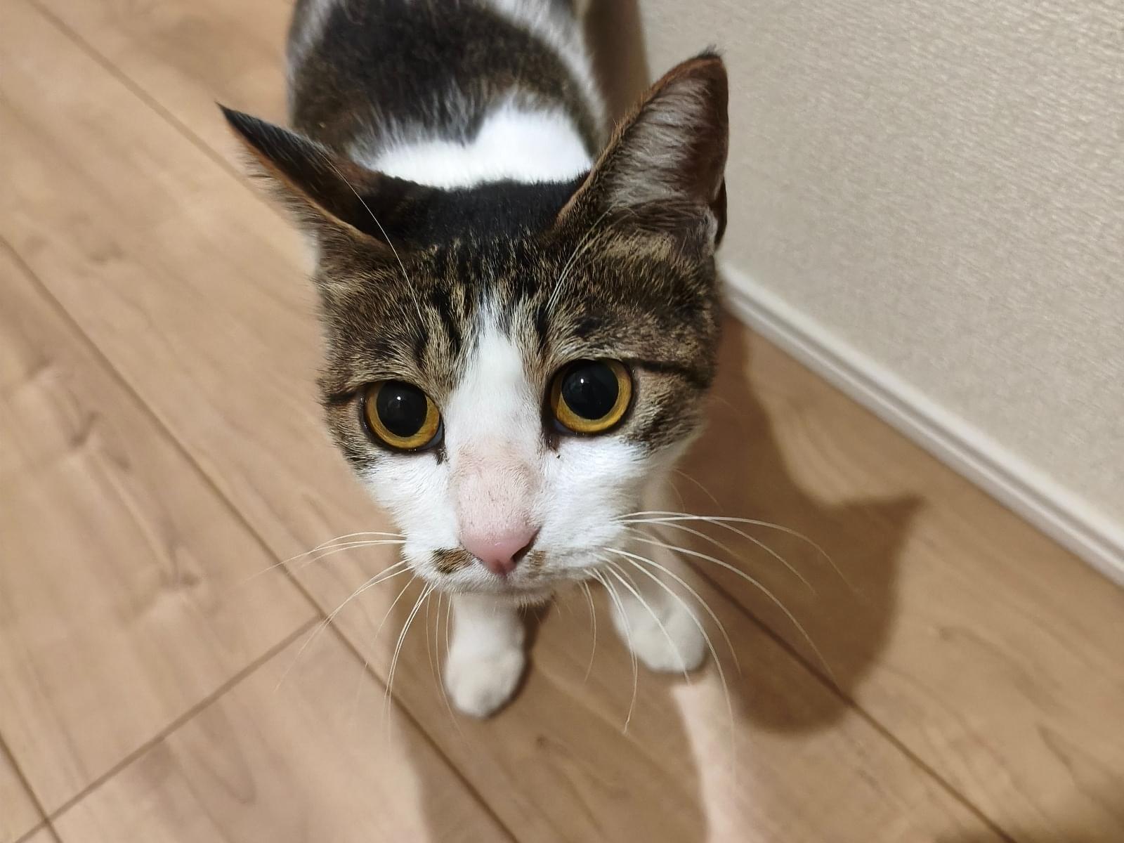 保護された猫