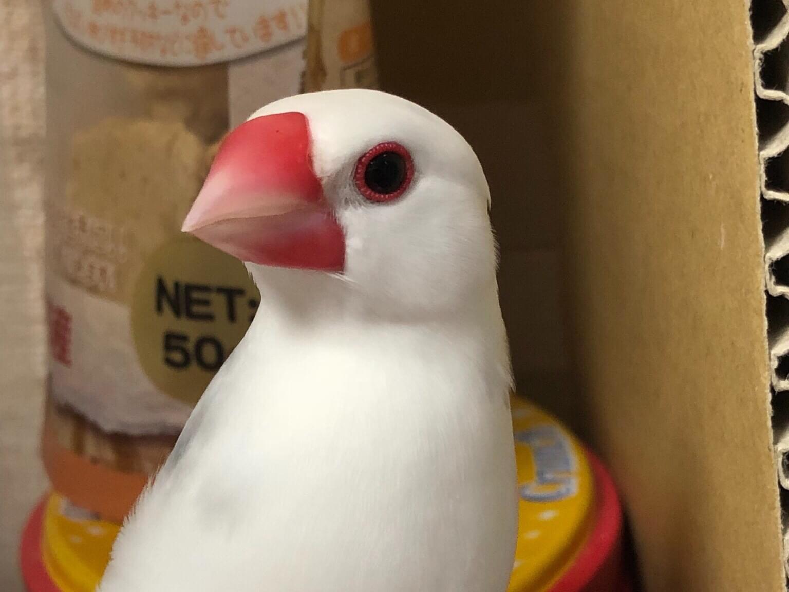 文ちゃん 文ちゃん