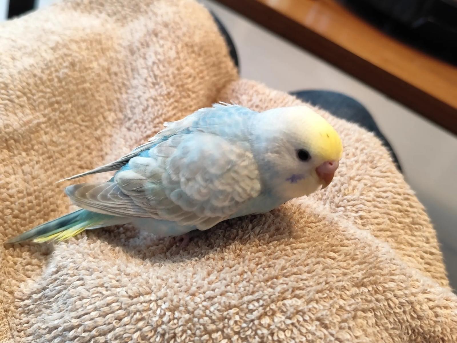 リリィちゃん リリィちゃん