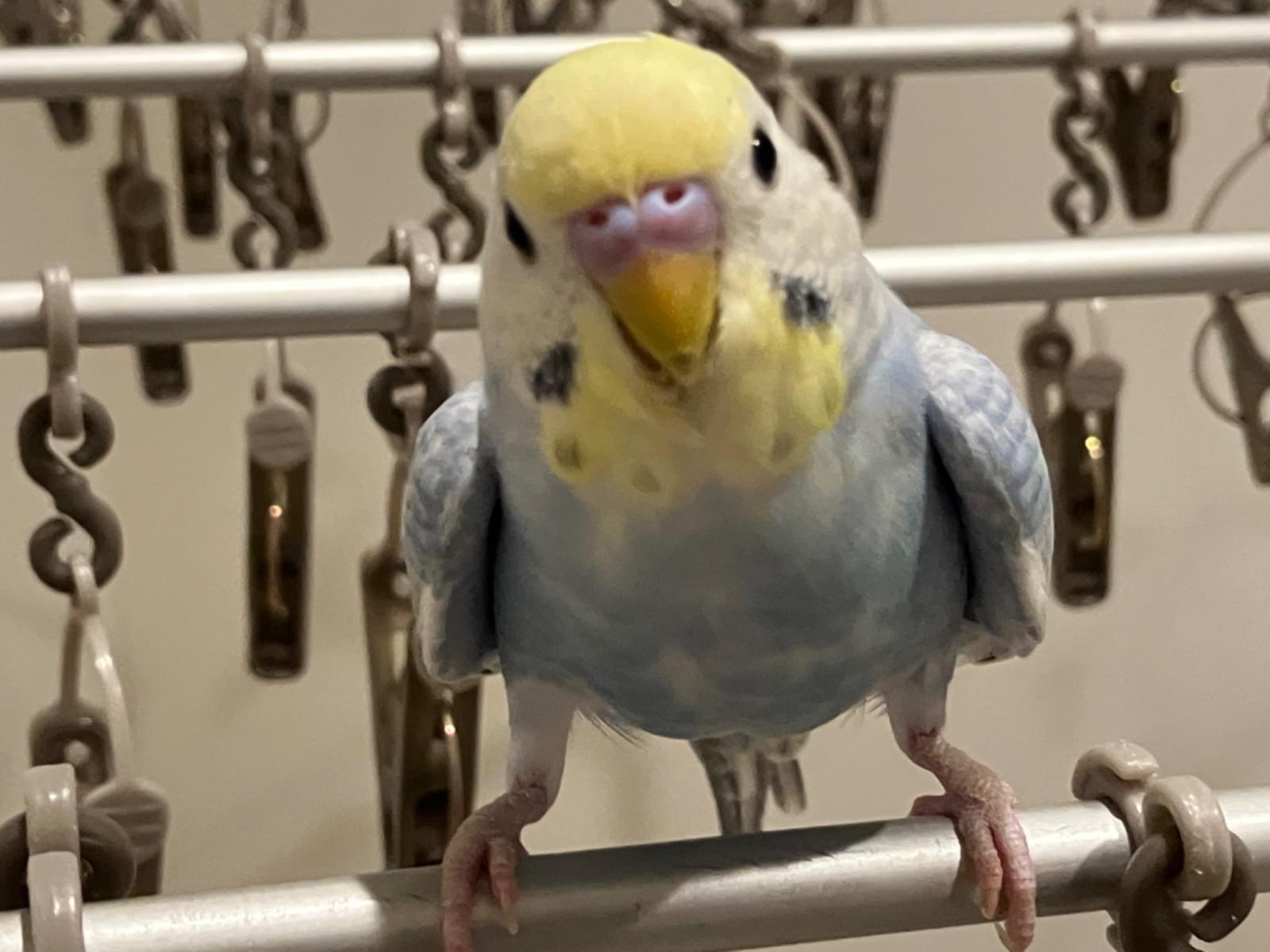 ラムネちゃん ラムネちゃん