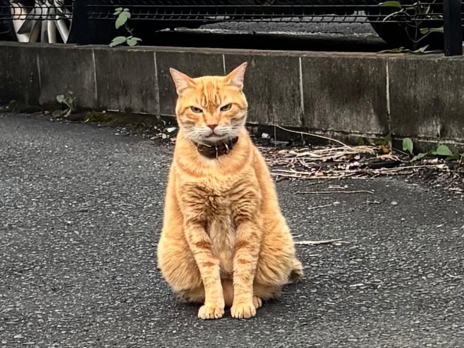 目撃された猫 目撃された猫