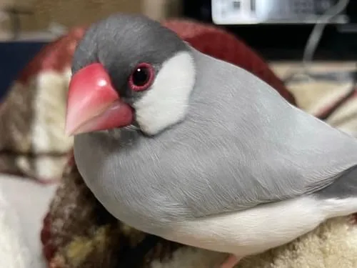 シルバー文鳥を探しています シルバー文鳥を探しています