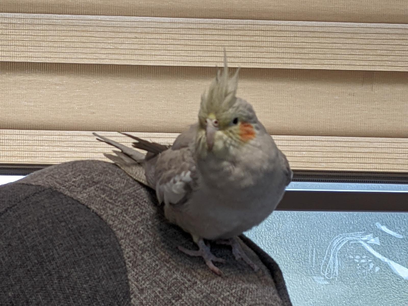 おかめちゃん おかめちゃん