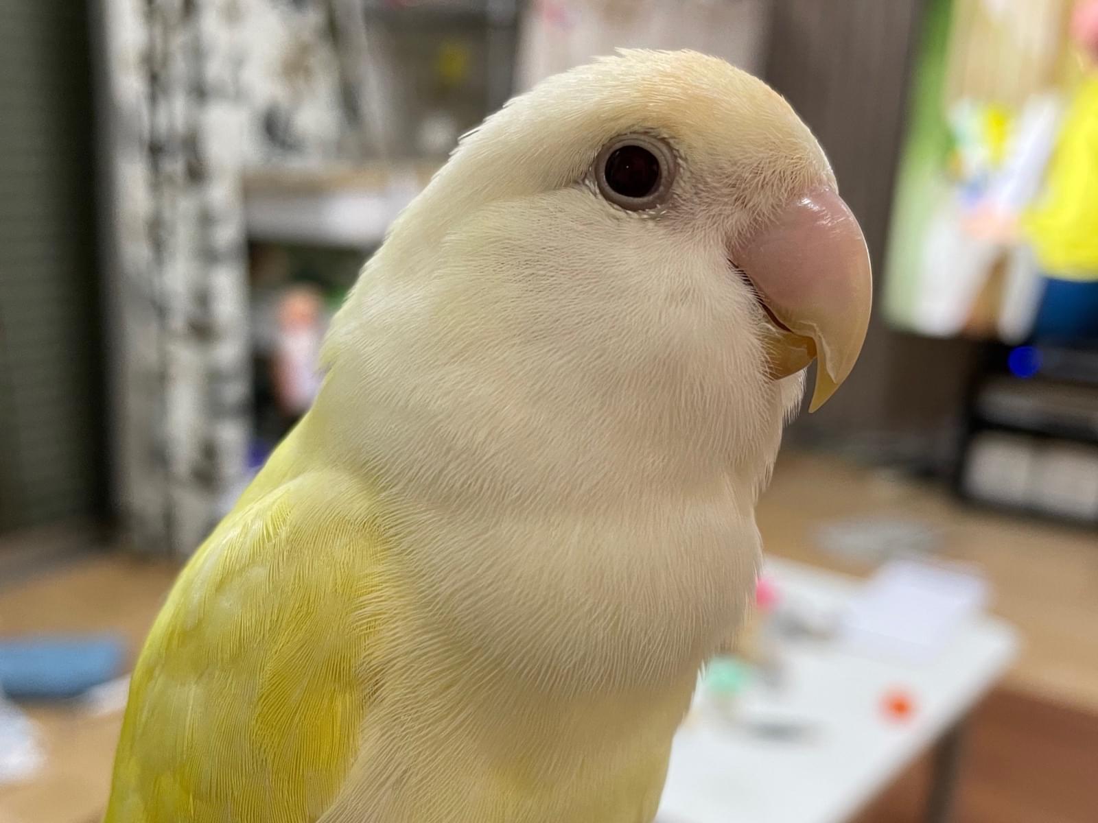 コムギちゃん コムギちゃん