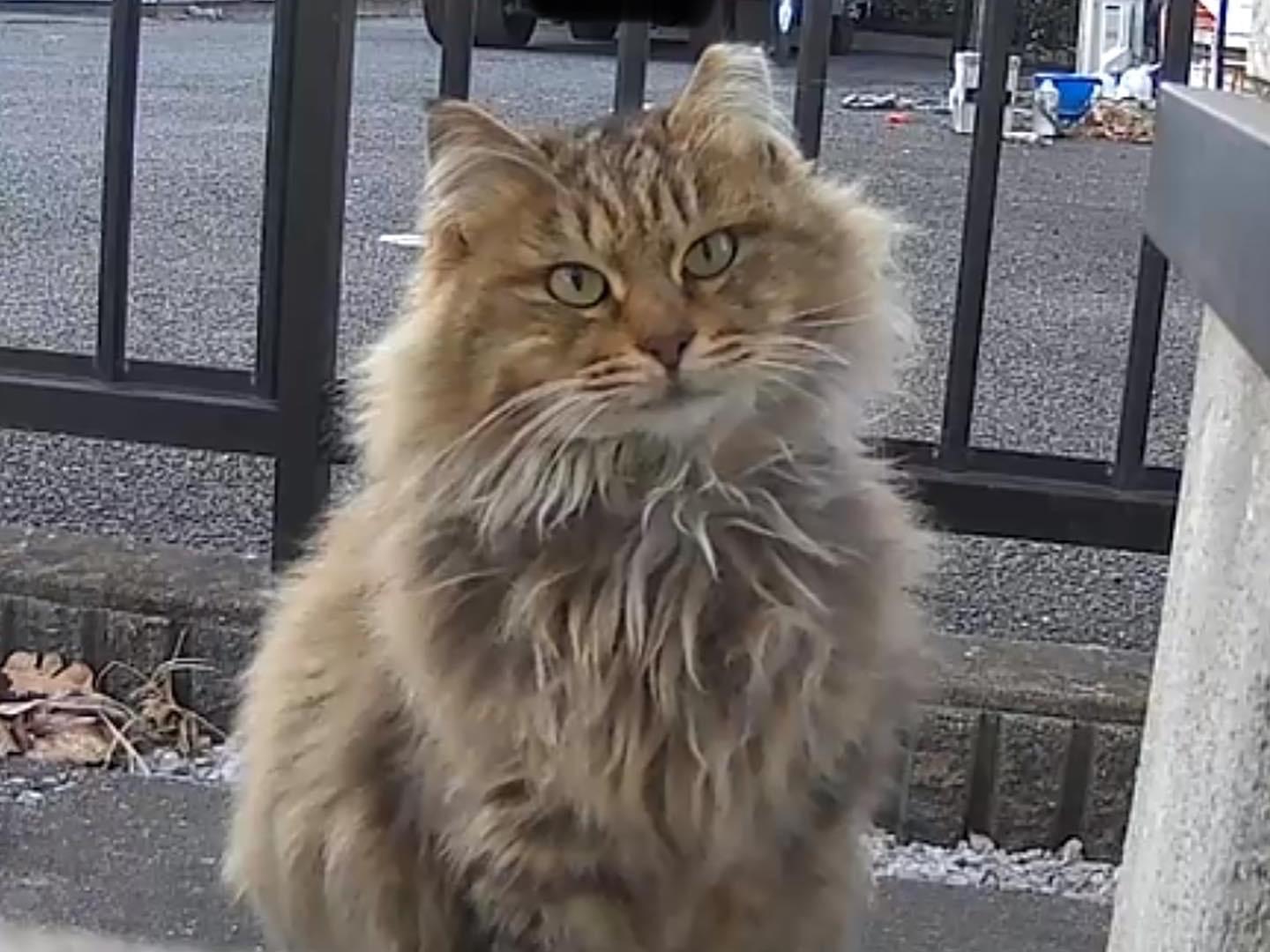 迷子になった猫 迷子になった猫