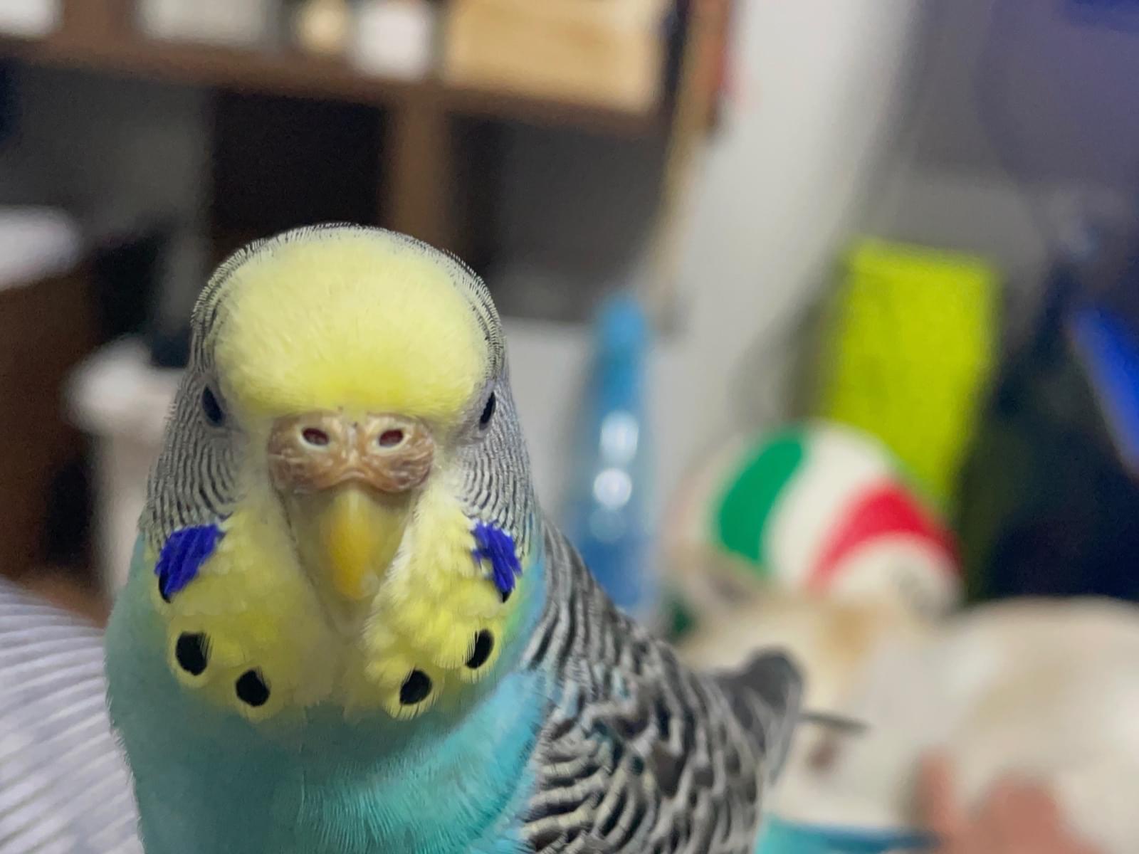 さわちゃん さわちゃん