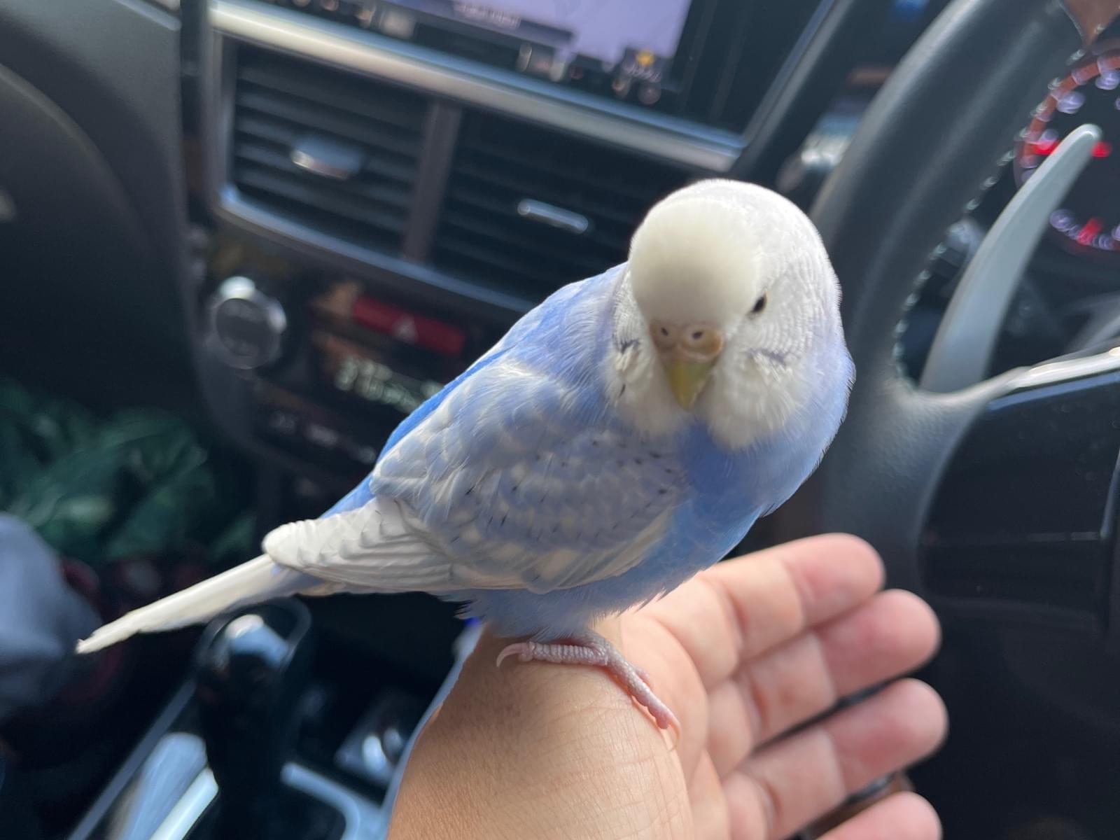 保護された鳥 保護された鳥