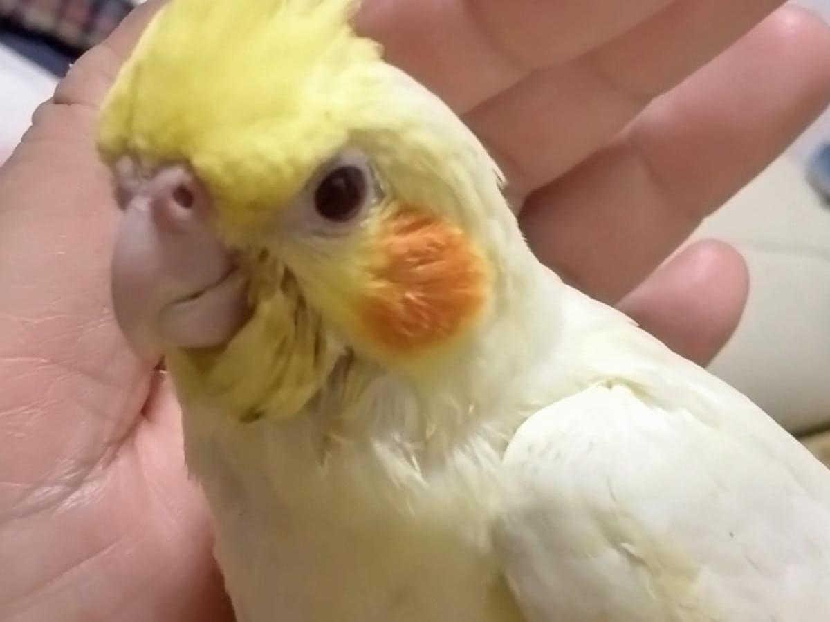 リンちゃん リンちゃん
