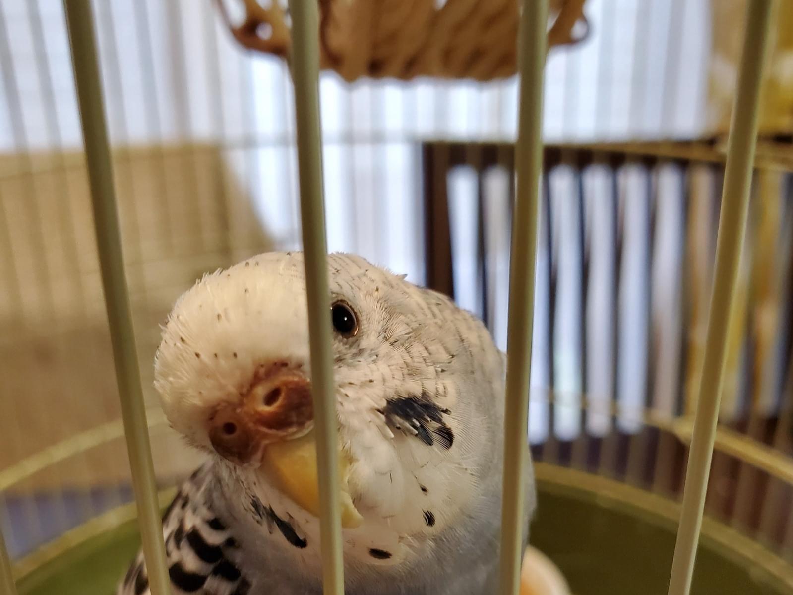 まめちゃん