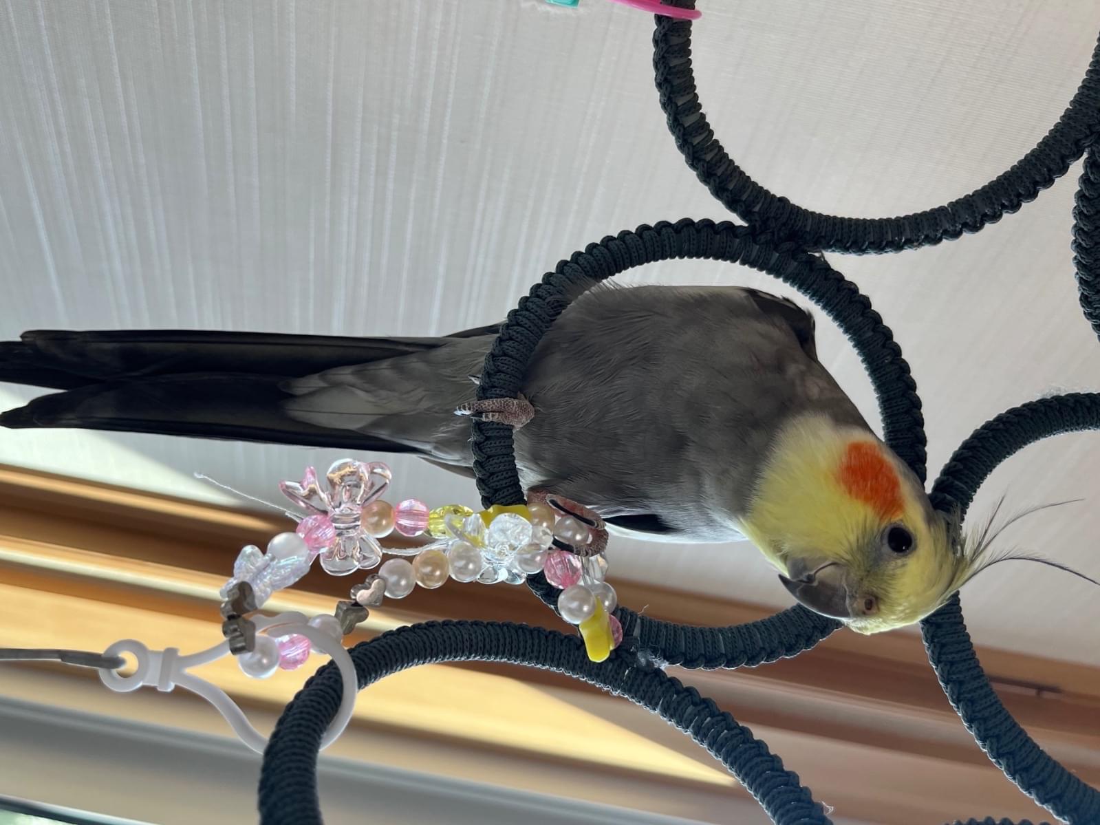 クッパちゃん クッパちゃん