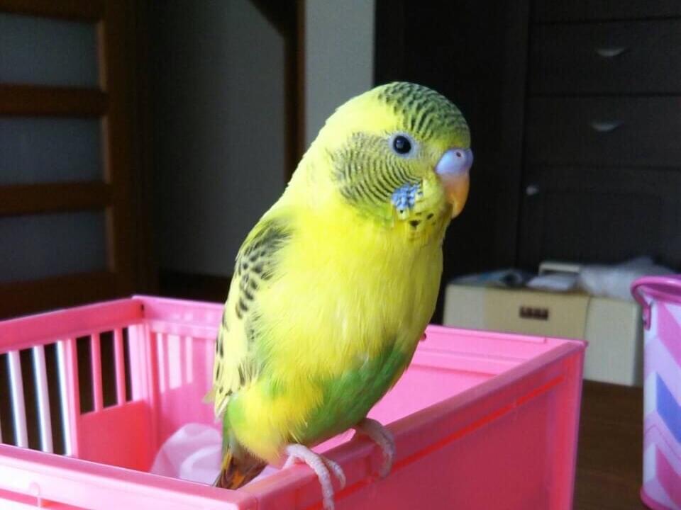 ももちゃん ももちゃん