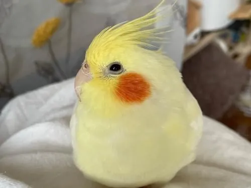 オカメインコ ルチノー メス