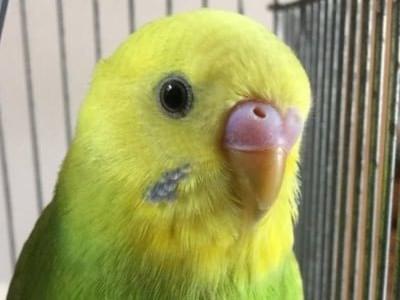オリーブちゃん オリーブちゃん