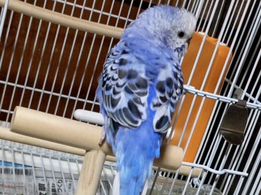 セキセイインコ スカイちゃん セキセイインコ スカイちゃん