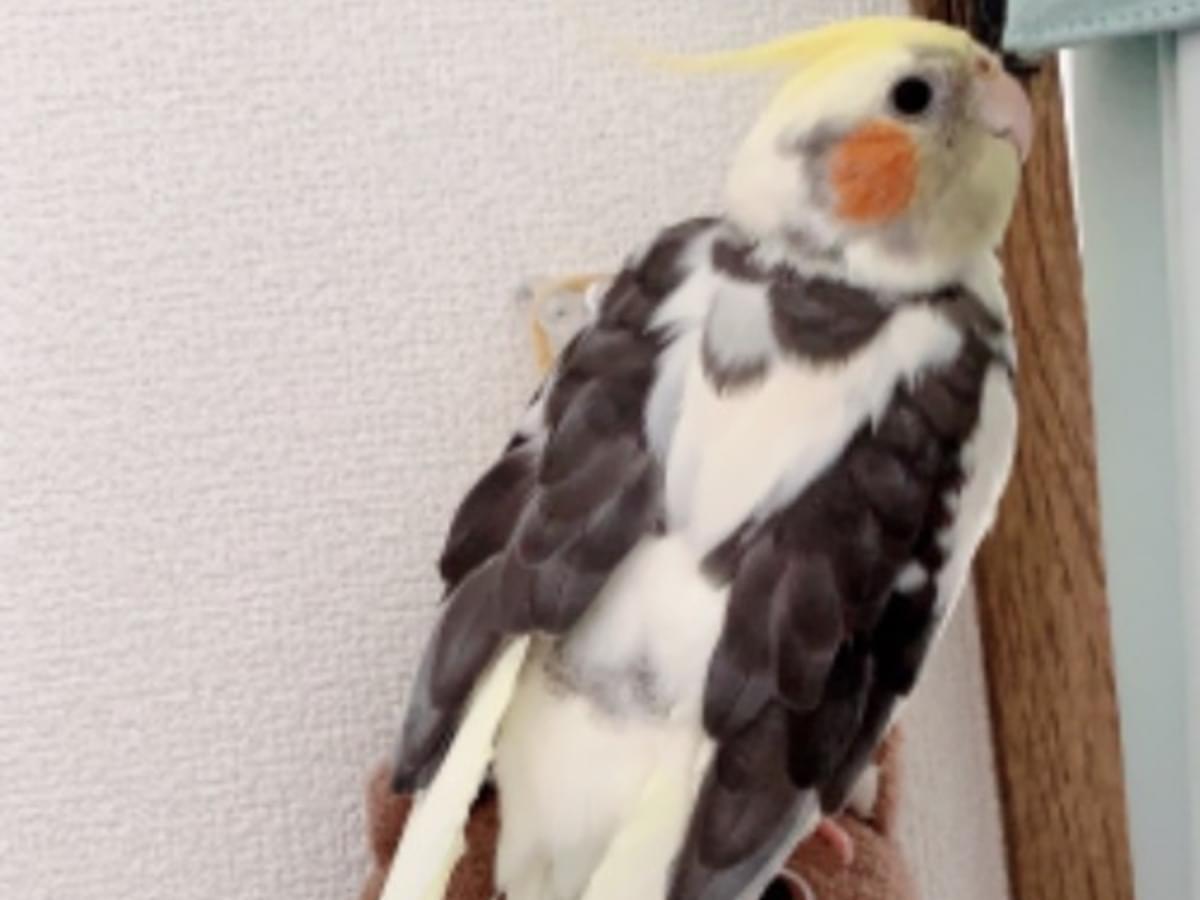 ピカちゃん ピカちゃん
